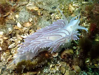 red flabellina nudibranch