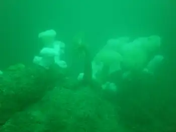 Metridium Anemones