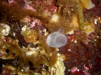 Sea Vase Tunicate