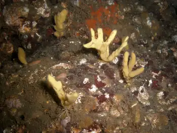 Tough Yellow Branching Sponge