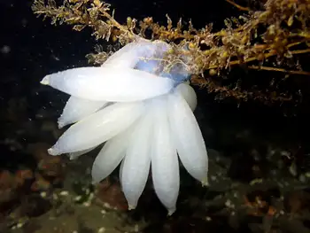 Eggs Opalescent Squid