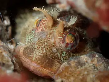 Scalyhead Sculpin