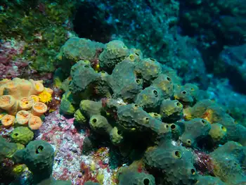 Sponge