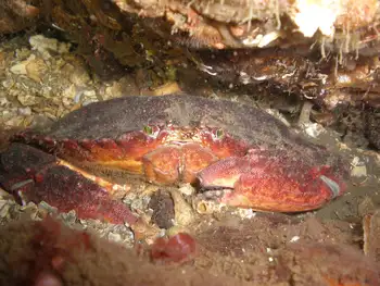 Red Rock Crab