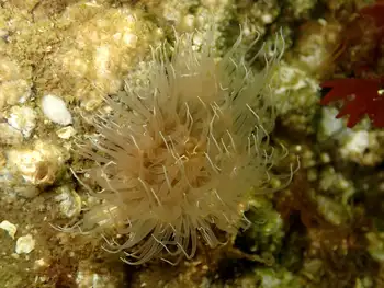 Anemone
