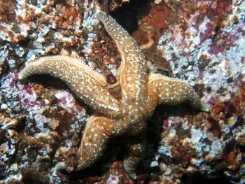 Ochre Star