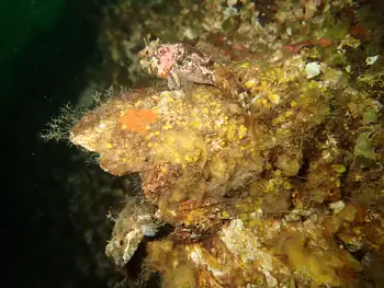 Giant Acorn Barnacle