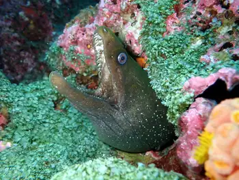Panamic Moray Eel