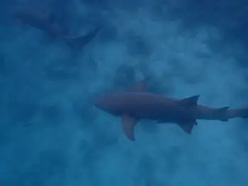 Nurse Sharks