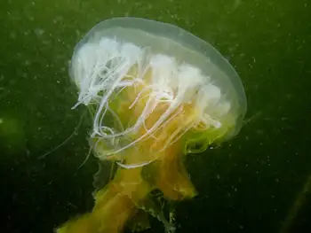 Egg Yolk Jelly