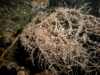 Hydroid
