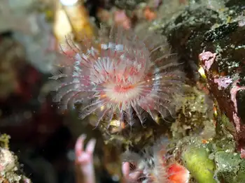 Orange Feather Duster Worm