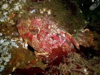 Red Irish Lord Sculpin