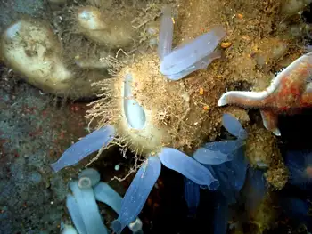 Sharp Lipped Boot Sponge