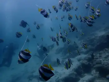 Pennant Coralfish