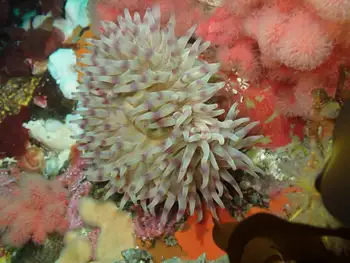 Painted Anemone