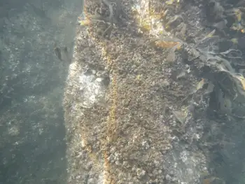 Common Acorn Barnacles