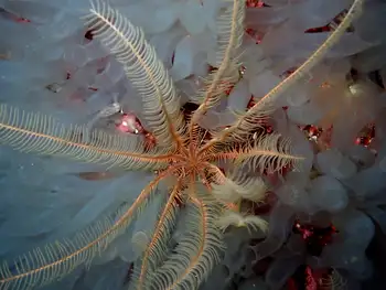 Sea Vase Tunicates