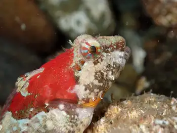 Smoothhead Sculpin