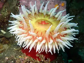 Fish Eating Anemone