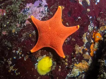 Vermilion Star