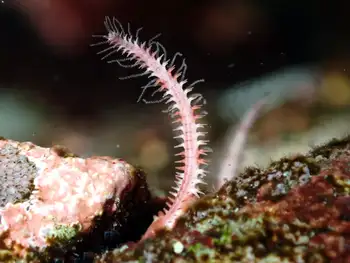 Brittle Star