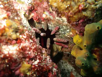 Pacific Slate Pencil Urchin