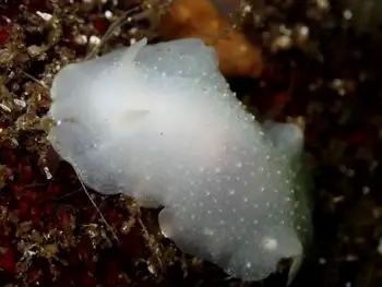 White Rimmed Nudibranch