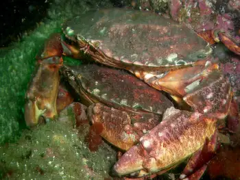 Red Rock Crabs