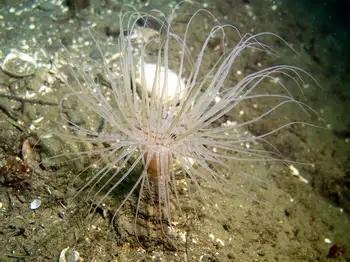 Tube Dwelling Anemone