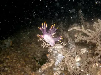 Multicolor Dendronotid