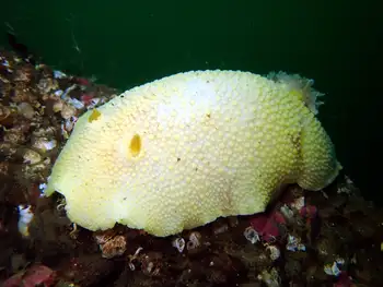 Noble Sea Lemon