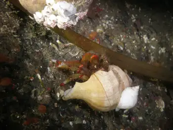 Hermit Crab