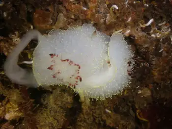 Nanaimo Nudibranch