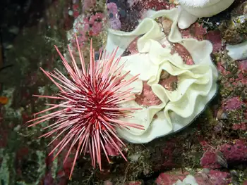 Nudibranch