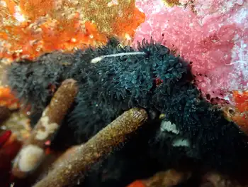 rhizopsammia wellingtoni coral