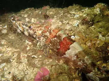 Painted Greenling