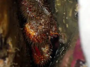 Spiny Lithoid Crab