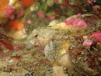Sculpin