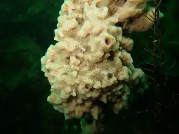 Hard Gnarled Clump Sponge