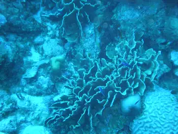 fire coral