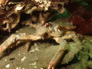 Moss Crab