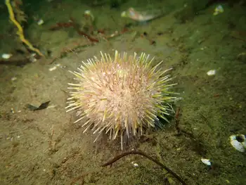 White Sea Urchin