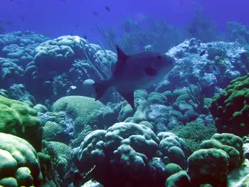 black triggerfish