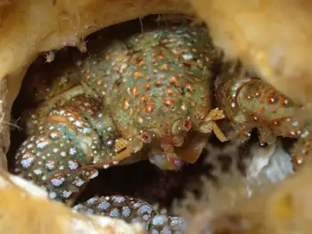 Granular Claw Crab