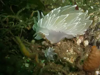 Alabaster Nudibranchs