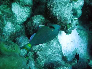 Parrotfish