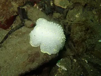 Yellow Rimmed Nudibranch