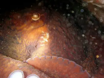 Giant Pacific Octopus
