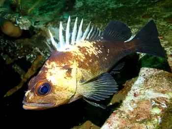 Quillback Rockfish